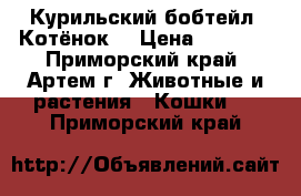 Курильский бобтейл. Котёнок. › Цена ­ 8 000 - Приморский край, Артем г. Животные и растения » Кошки   . Приморский край